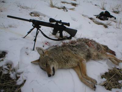 coyote and gun 2.JPG