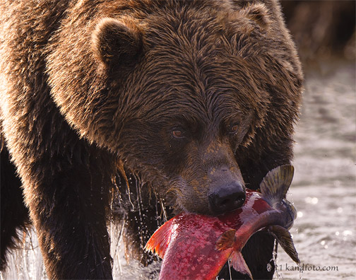 kch grizzly with fish 7x5.jpg